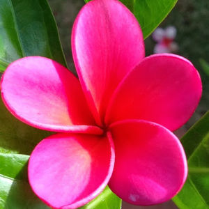 Meet your Posher, Leslie